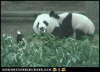 Kung+fu+panda+is+real+very+real_3a96e1_4012777.gif
