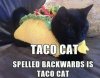 Taco+cat_46f420_5017347.jpg