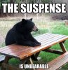 the suspense is unbearable - waiting bear.jpg