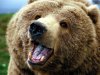 Labels_ Animals Pictures , Animals Wallpapers , Bears.jpg
